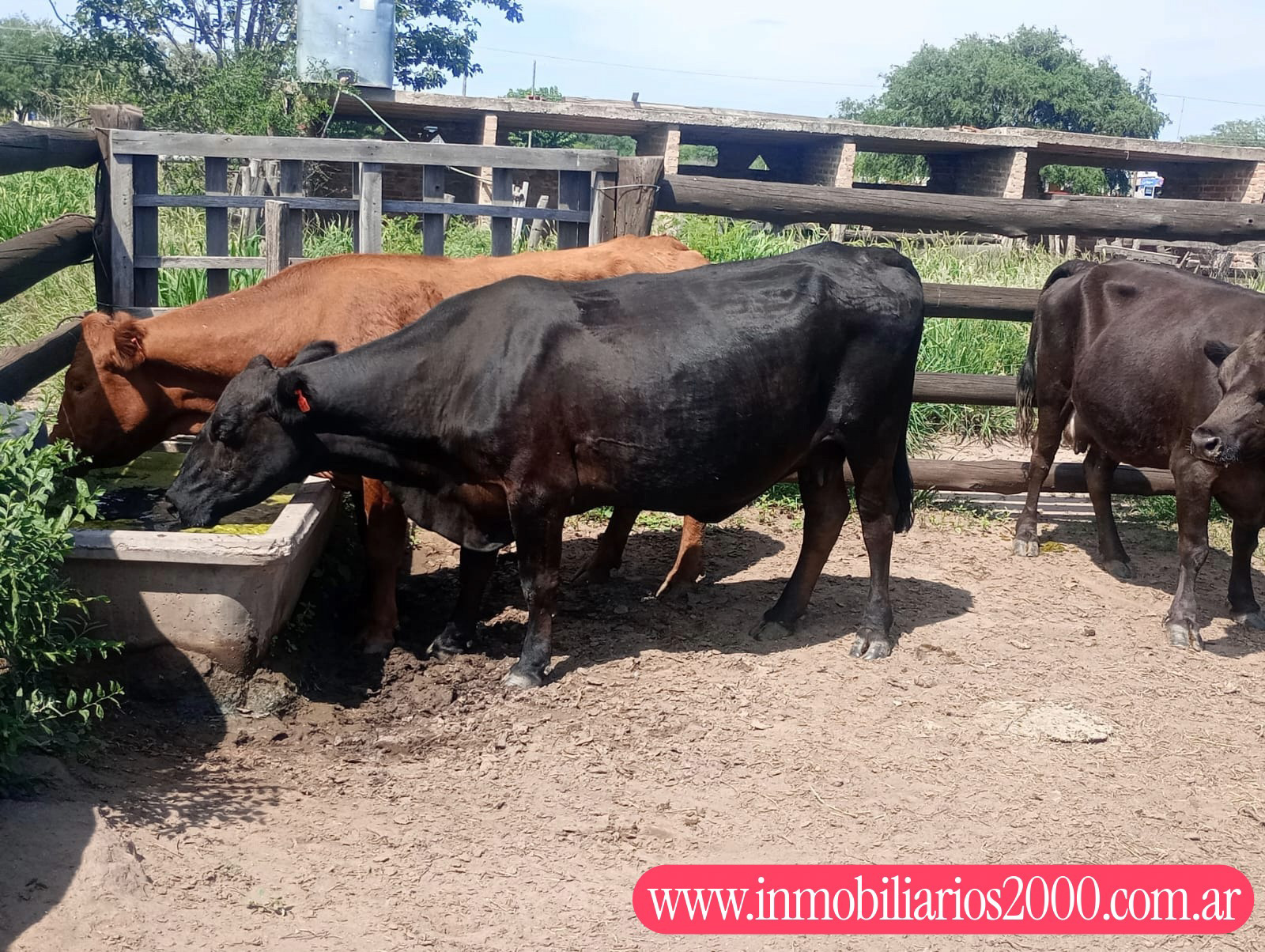 Córdoba Cruz del Eje 1.250 has Ganaderas Selectivas